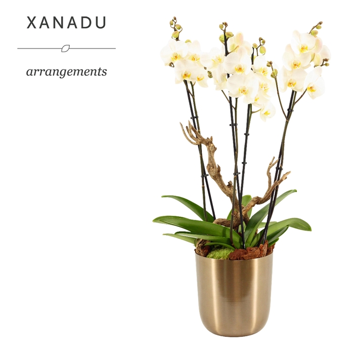 <h4>Xanadu Tokio</h4>