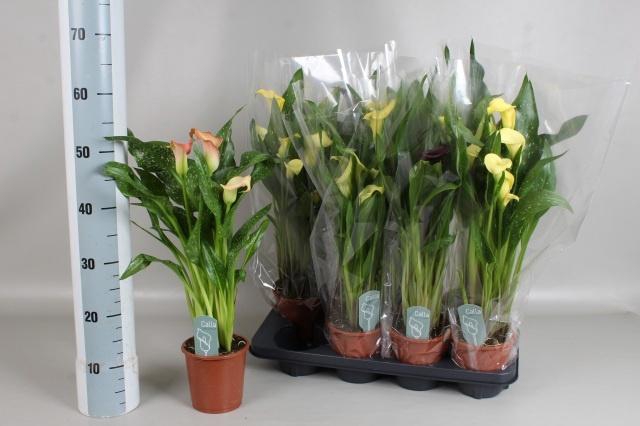 <h4>ZANT GEM 4 KL</h4>