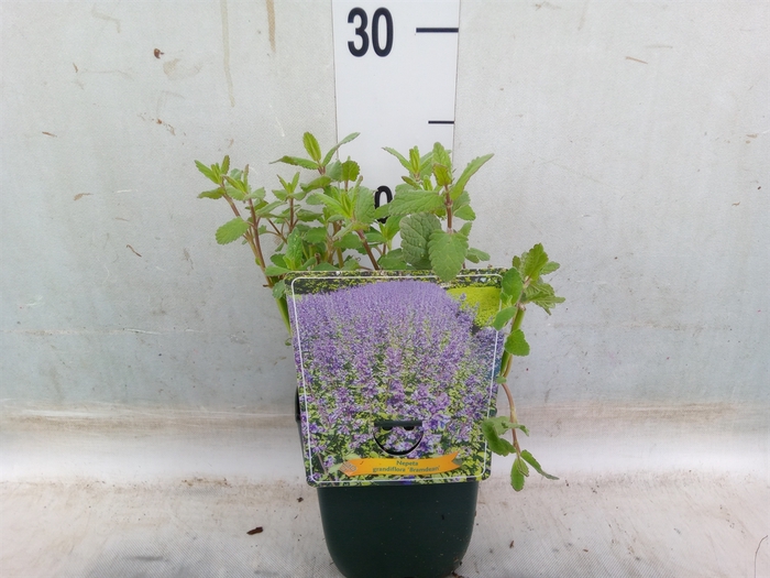 <h4>Nepeta   ...</h4>