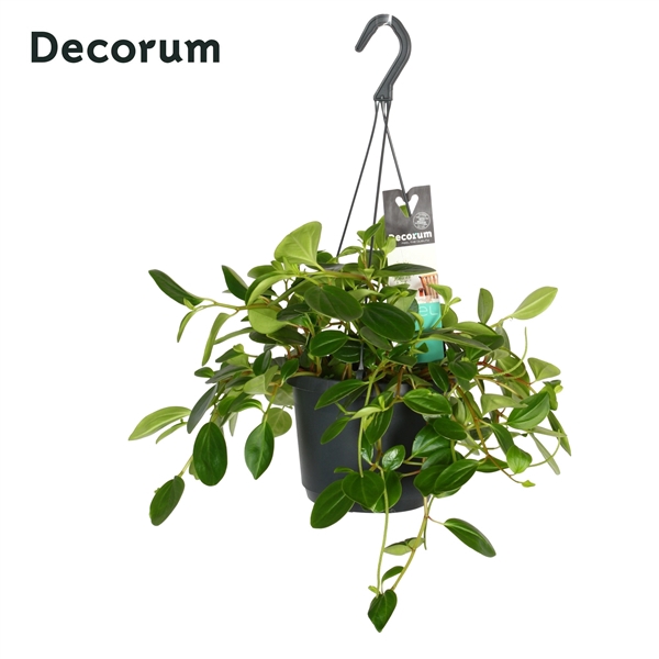 <h4>Peperomia 'Smaragd</h4>