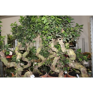 BONSAI FICUS MICROCARPA GINSEN VB C30