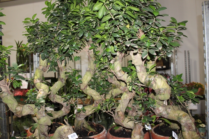 <h4>BONSAI FICUS MICROCARPA GINSEN VB C30</h4>