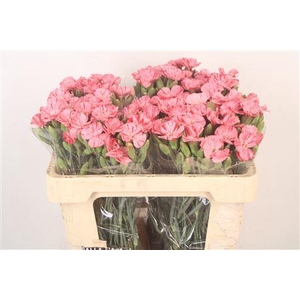 Di Symply Pink Stripe