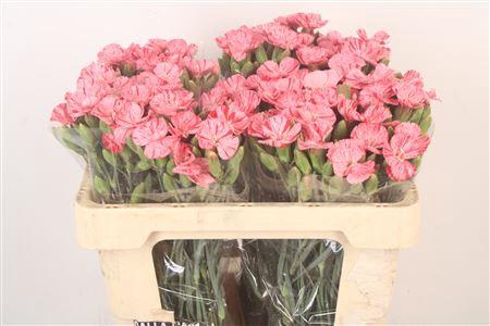 <h4>Di Symply Pink Stripe</h4>