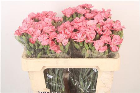 <h4>Di Symply Pink Stripe</h4>