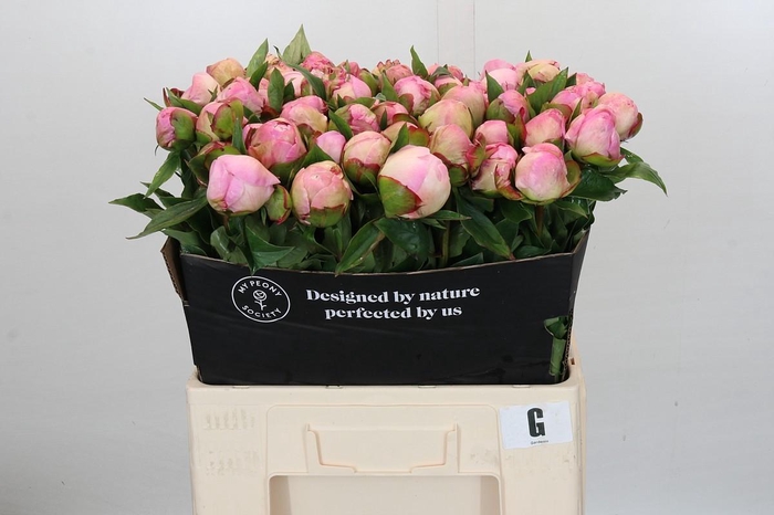 <h4>Paeonia Gardenia</h4>