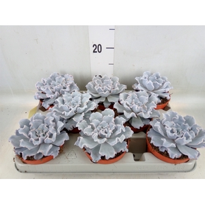 Echeveria   ...