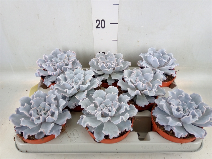 <h4>Echeveria   ...</h4>
