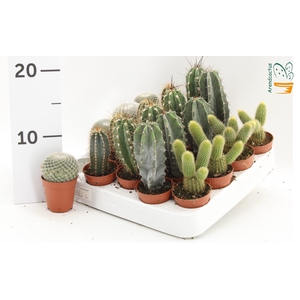 CACTUS GEM