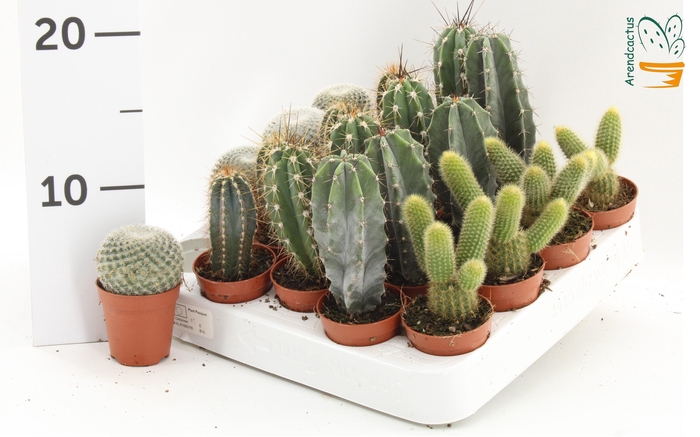 <h4>CACTUS GEM</h4>