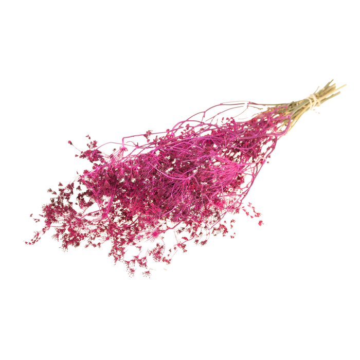 <h4>Bupleurum Open 55cm Cerise</h4>