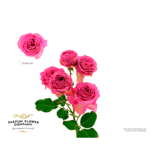 Rosa Spray Giselle