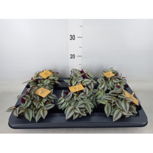 Tradescantia zebr. 'Purpusii'