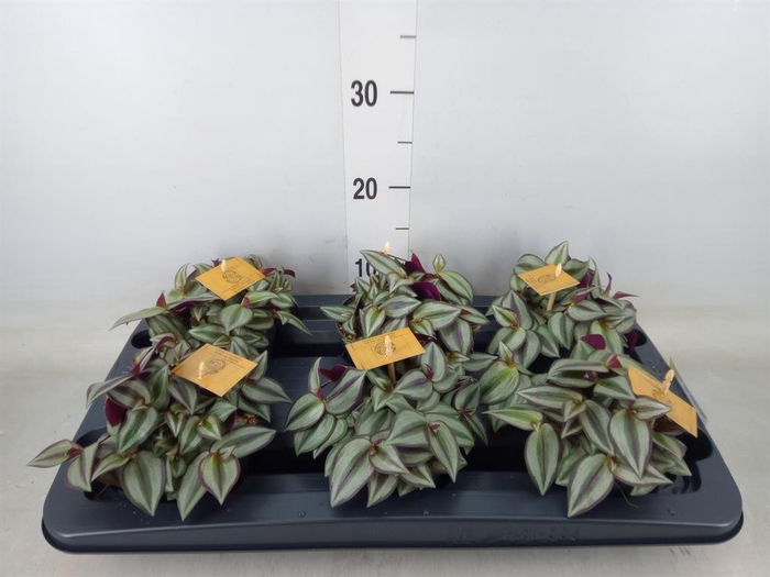 <h4>Tradescantia zebr. 'Purpusii'</h4>