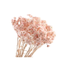 Immortelle Pink