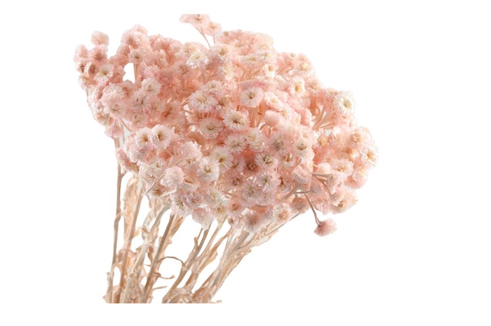 Immortelle Pink