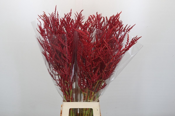 <h4>Bromelia Red Paloma</h4>