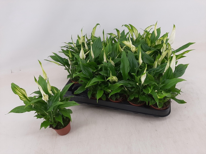 <h4>SPATH CHOPIN</h4>