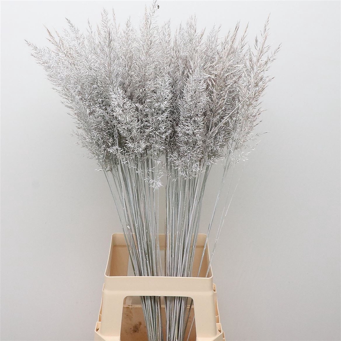 <h4>Calamagrostis Brachy Wit</h4>