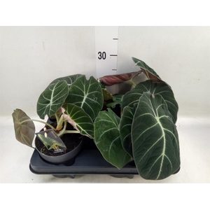 Alocasia  'Black Velvet'