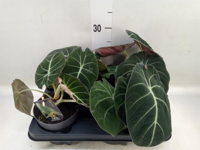 <h4>Alocasia 'Black Velvet'</h4>