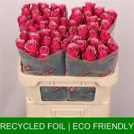 <h4>R Gr Majestic Athena</h4>