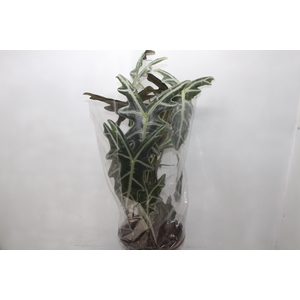 ALOCASIA NOBILIS P23