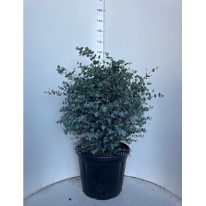 EUCAL GUNNII