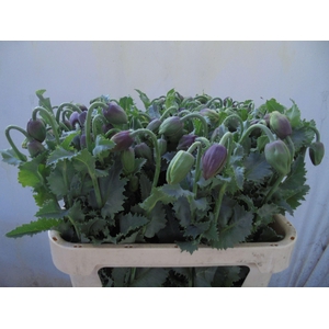 PAPAVER FLOWERING