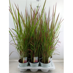 Imperata cylindrica 'Red Baron'