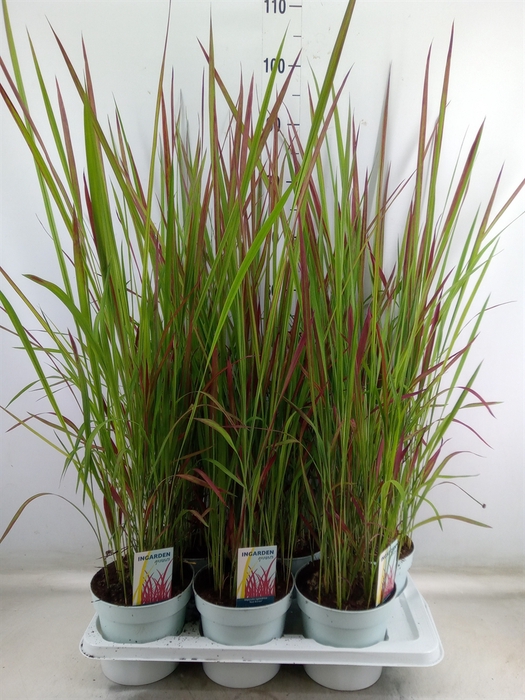 <h4>Imperata cylindrica 'Red Baron'</h4>