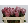 Protea Cynaroides