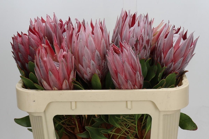 Protea Cynaroides