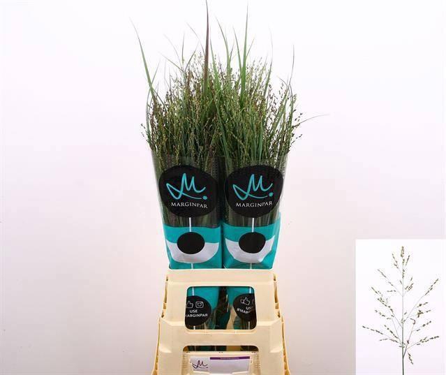 <h4>PANIC VI HEAVY METAL</h4>