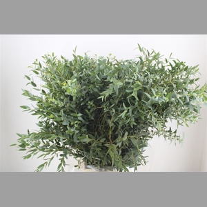 Euca Parvifolia 300gr P Bunch