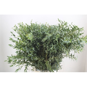 Euca Parvifolia 300gr P Bunch