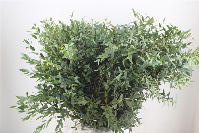 <h4>Euca Parvifolia 300gr P Bunch</h4>