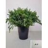 EUC PARVIFOLIA PER STEEL-IT-