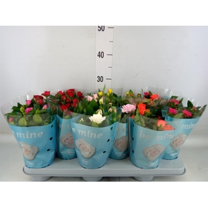 Rosa  'Beau Monde'   ...mix