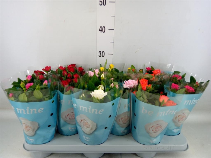 <h4>Rosa  'Beau Monde'   ...mix</h4>