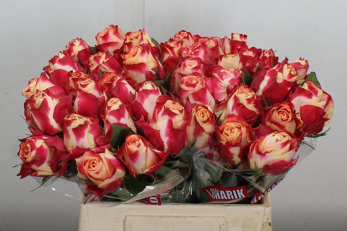 <h4>R Gr Chapeau</h4>