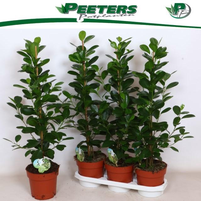 <h4>Fic Mi Moclame</h4>