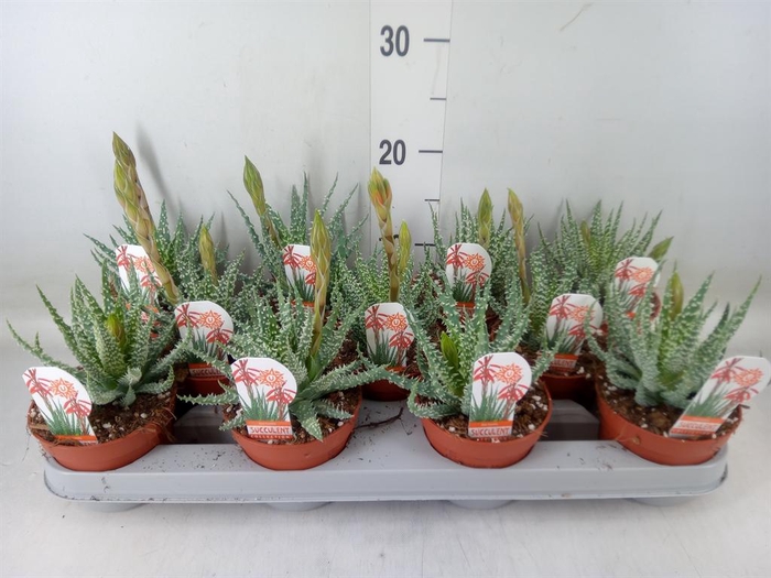 <h4>Aloe humilis</h4>