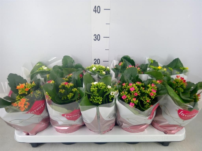 <h4>Kalanchoe blos.   ..mix 6</h4>