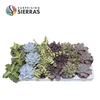 Sierra's® - Valencia Succulent Mix (Prime)