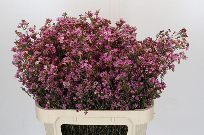 <h4>Chamelaucium Painted Lady</h4>