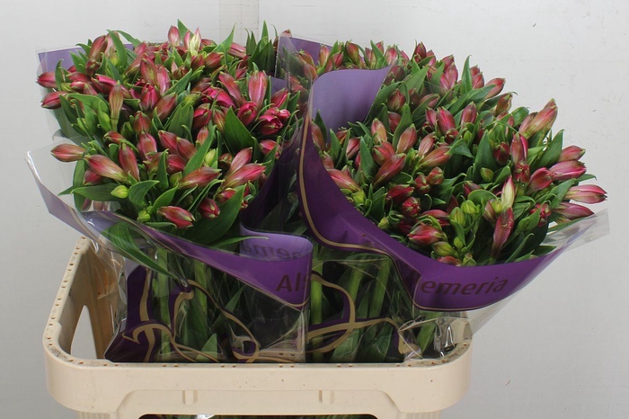 <h4>Alstroemeria  'Bubblicious'</h4>