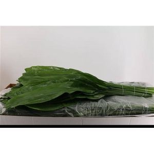ASPIDISTRA