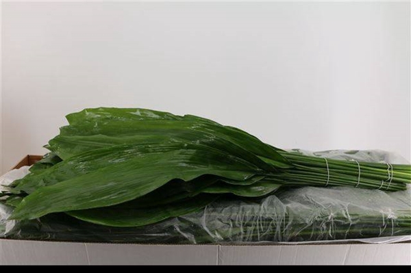 <h4>ASPIDISTRA</h4>