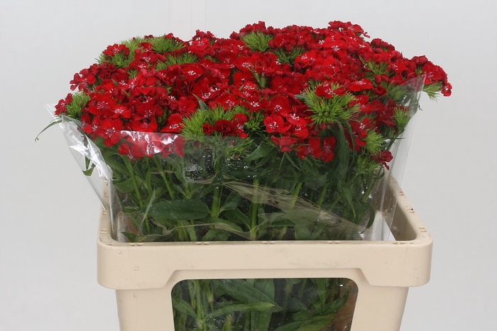 <h4>Dianthus Br Red Baron</h4>